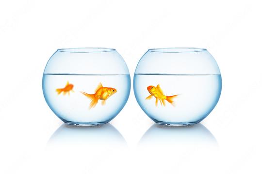 Goldfish reunification  : Stock Photo or Stock Video Download rcfotostock photos, images and assets rcfotostock | RC Photo Stock.: