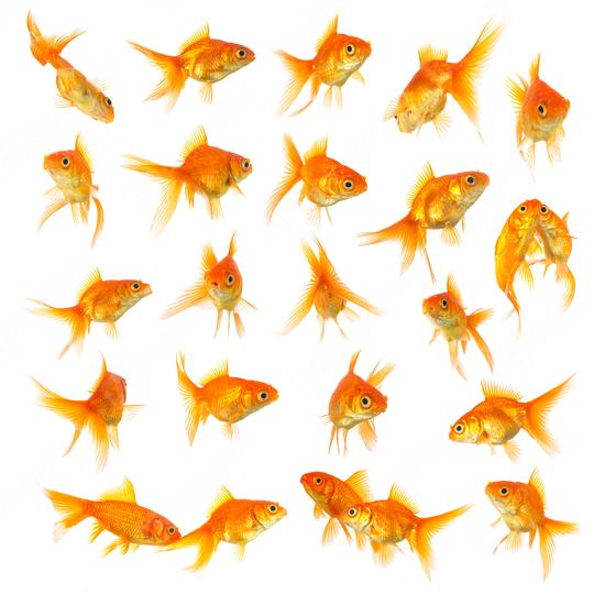 goldfish set collage isolated on white  : Stock Photo or Stock Video Download rcfotostock photos, images and assets rcfotostock | RC Photo Stock.: