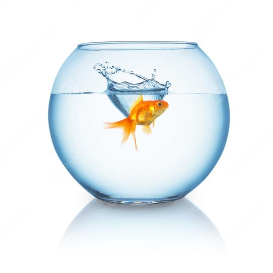 goldfish splashes in a fishbowl  : Stock Photo or Stock Video Download rcfotostock photos, images and assets rcfotostock | RC Photo Stock.: