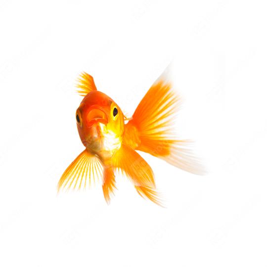 Goldfish swims  : Stock Photo or Stock Video Download rcfotostock photos, images and assets rcfotostock | RC Photo Stock.: