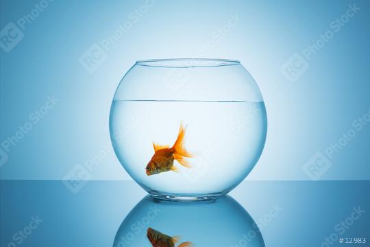 goldfish swims alone in a fishbowl  : Stock Photo or Stock Video Download rcfotostock photos, images and assets rcfotostock | RC Photo Stock.: