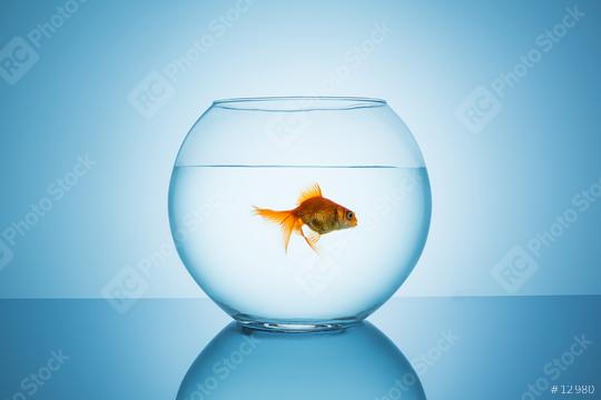 goldfish swims away in a fishbowl  : Stock Photo or Stock Video Download rcfotostock photos, images and assets rcfotostock | RC Photo Stock.: