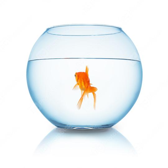 goldfish swims in a fishbowl  : Stock Photo or Stock Video Download rcfotostock photos, images and assets rcfotostock | RC Photo Stock.: