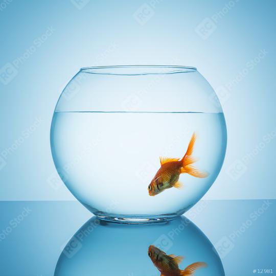 goldfish swims in a fishbowl glass  : Stock Photo or Stock Video Download rcfotostock photos, images and assets rcfotostock | RC-Photo-Stock.: