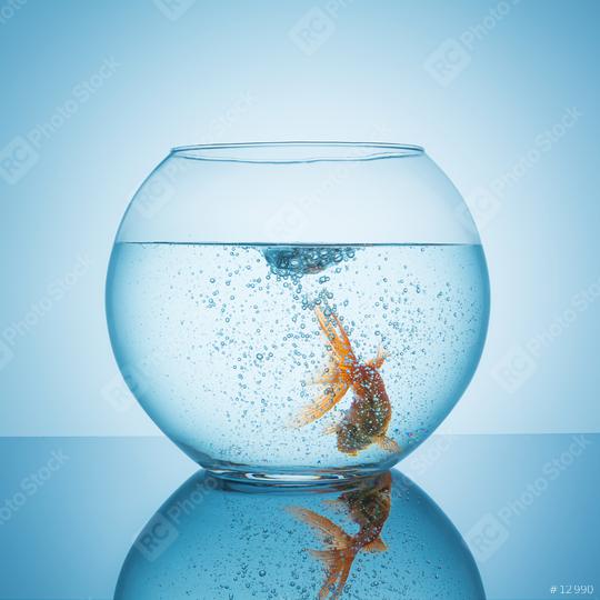 goldfish swims in bubble water in a fishbowl  : Stock Photo or Stock Video Download rcfotostock photos, images and assets rcfotostock | RC Photo Stock.: