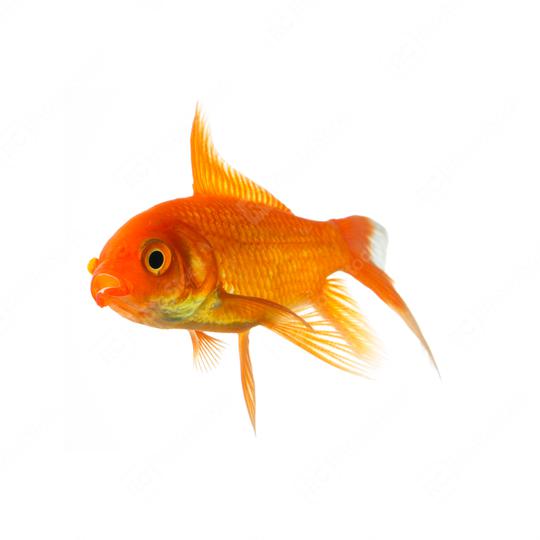 Goldfish swims in water  : Stock Photo or Stock Video Download rcfotostock photos, images and assets rcfotostock | RC Photo Stock.: