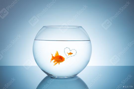 goldfish thinks about love  : Stock Photo or Stock Video Download rcfotostock photos, images and assets rcfotostock | RC-Photo-Stock.:
