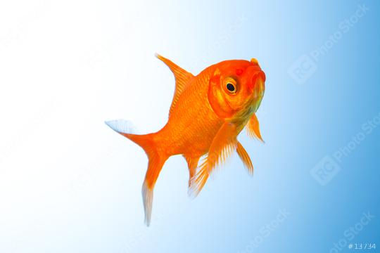 Goldfish undersea  : Stock Photo or Stock Video Download rcfotostock photos, images and assets rcfotostock | RC Photo Stock.: