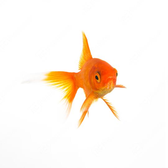 Goldfish underwater  : Stock Photo or Stock Video Download rcfotostock photos, images and assets rcfotostock | RC Photo Stock.: