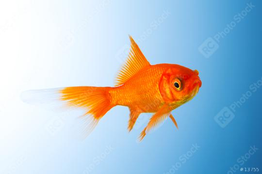 Goldfish unterwater  : Stock Photo or Stock Video Download rcfotostock photos, images and assets rcfotostock | RC Photo Stock.:
