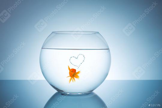 goldfish with a heart of bubbles  : Stock Photo or Stock Video Download rcfotostock photos, images and assets rcfotostock | RC Photo Stock.: