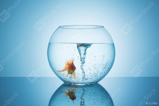 goldfish with a swirl in a fishbowl   : Stock Photo or Stock Video Download rcfotostock photos, images and assets rcfotostock | RC Photo Stock.: