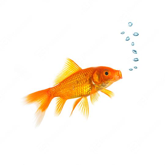Goldfish with air bubbels  : Stock Photo or Stock Video Download rcfotostock photos, images and assets rcfotostock | RC Photo Stock.: