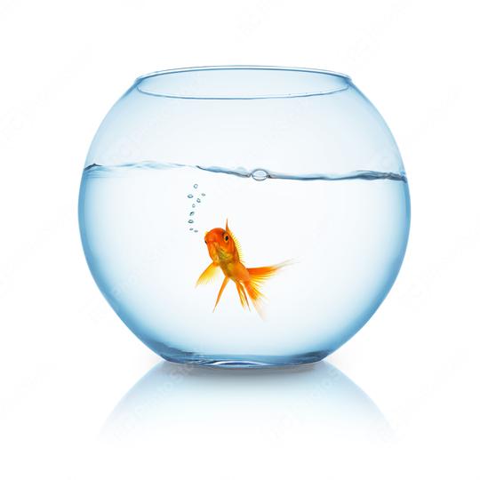 goldfish with air bubbles in a fishbowl  : Stock Photo or Stock Video Download rcfotostock photos, images and assets rcfotostock | RC Photo Stock.: