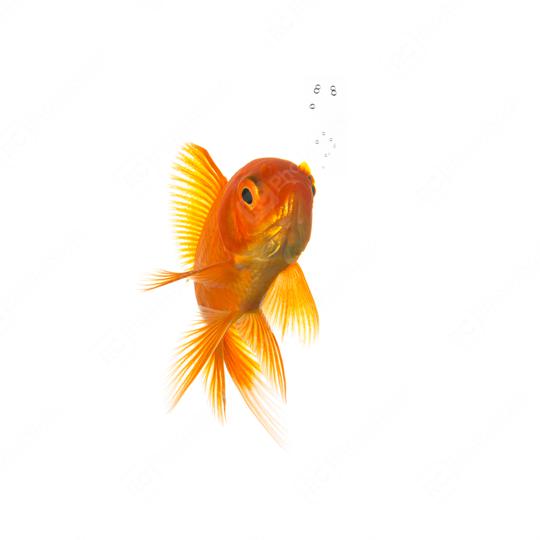 Goldfish with bubbels  : Stock Photo or Stock Video Download rcfotostock photos, images and assets rcfotostock | RC Photo Stock.: