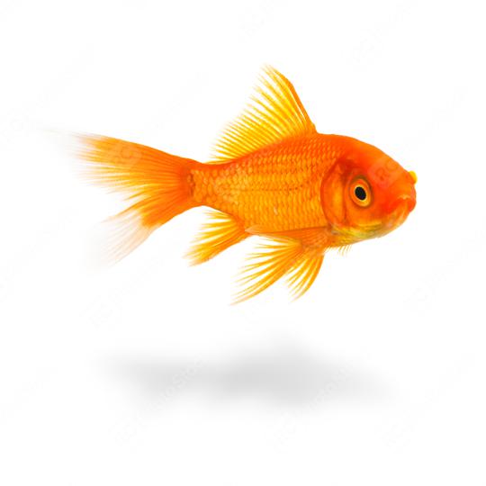 goldfish with shadow  : Stock Photo or Stock Video Download rcfotostock photos, images and assets rcfotostock | RC Photo Stock.:
