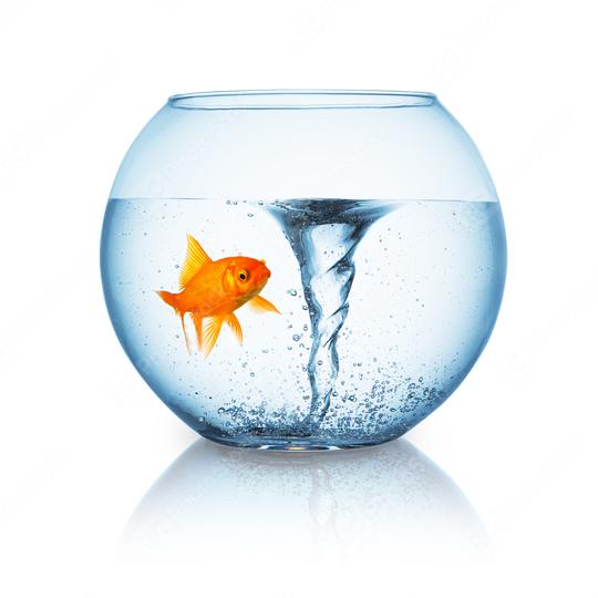 goldfish with twister in a fishbowl  : Stock Photo or Stock Video Download rcfotostock photos, images and assets rcfotostock | RC Photo Stock.: