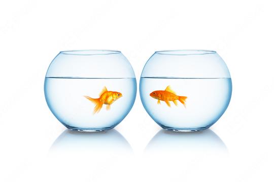 goldfishes are separated from each other  : Stock Photo or Stock Video Download rcfotostock photos, images and assets rcfotostock | RC Photo Stock.: