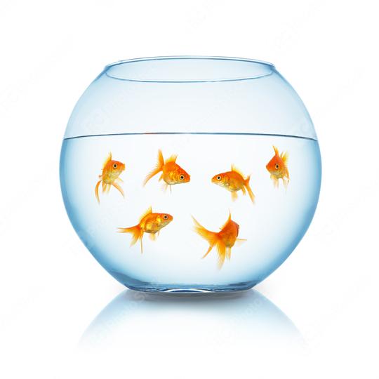 Goldfishes in a fishbowl  : Stock Photo or Stock Video Download rcfotostock photos, images and assets rcfotostock | RC Photo Stock.: