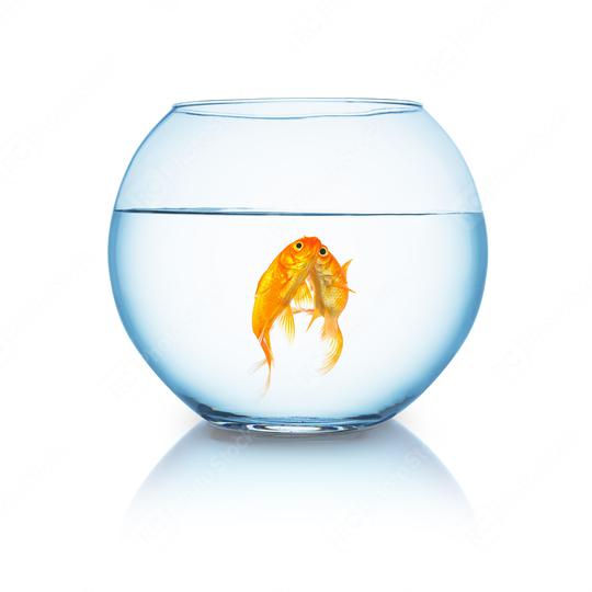 goldfishes in love in a fishbowl  : Stock Photo or Stock Video Download rcfotostock photos, images and assets rcfotostock | RC Photo Stock.: