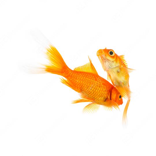 goldfishes in love on white  : Stock Photo or Stock Video Download rcfotostock photos, images and assets rcfotostock | RC Photo Stock.: