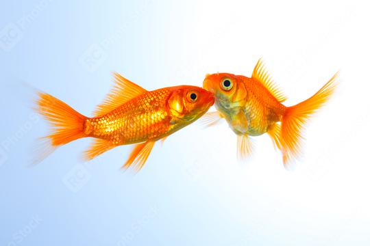 goldfishes on blue   : Stock Photo or Stock Video Download rcfotostock photos, images and assets rcfotostock | RC Photo Stock.: