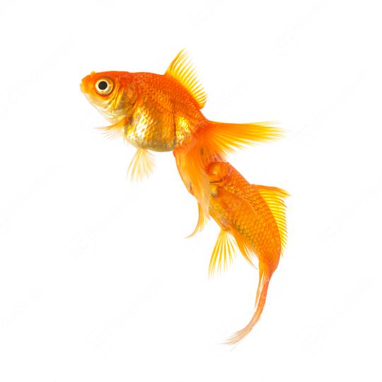 Goldfishes on isolated on white  : Stock Photo or Stock Video Download rcfotostock photos, images and assets rcfotostock | RC Photo Stock.: