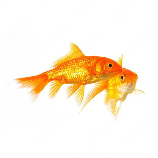 Goldfishes on on white  : Stock Photo or Stock Video Download rcfotostock photos, images and assets rcfotostock | RC Photo Stock.: