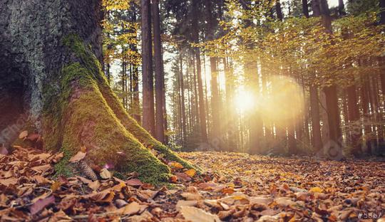 gorgeous forest in autumn, a scenic landscape with pleasant warm sunshine  : Stock Photo or Stock Video Download rcfotostock photos, images and assets rcfotostock | RC Photo Stock.: