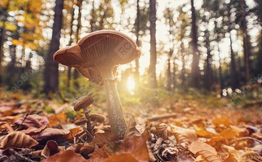 gorgeous forest with mushroom at autumn  : Stock Photo or Stock Video Download rcfotostock photos, images and assets rcfotostock | RC Photo Stock.: