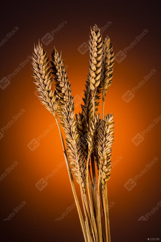 grain ears  : Stock Photo or Stock Video Download rcfotostock photos, images and assets rcfotostock | RC Photo Stock.: