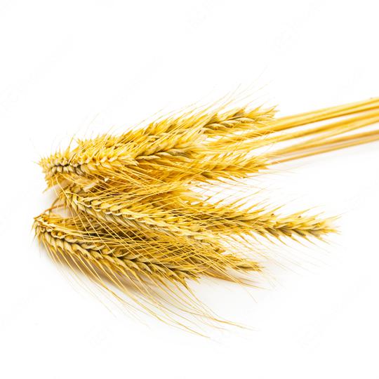 grain ears isolated on white  : Stock Photo or Stock Video Download rcfotostock photos, images and assets rcfotostock | RC Photo Stock.:
