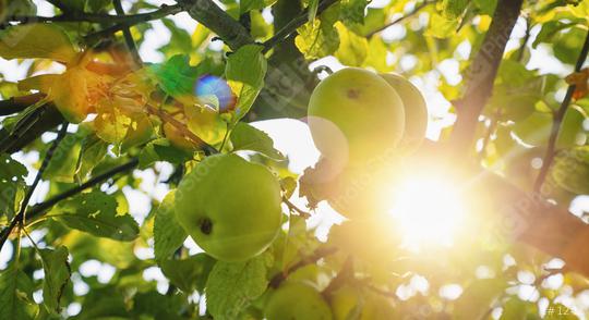 Green apples on apple tree branch  : Stock Photo or Stock Video Download rcfotostock photos, images and assets rcfotostock | RC-Photo-Stock.:
