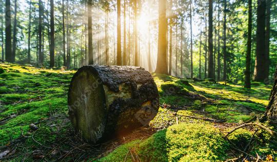 Green beech forest with bright beautiful sun beams, framed by foreground foliage and a fallen tree trunk  : Stock Photo or Stock Video Download rcfotostock photos, images and assets rcfotostock | RC Photo Stock.: