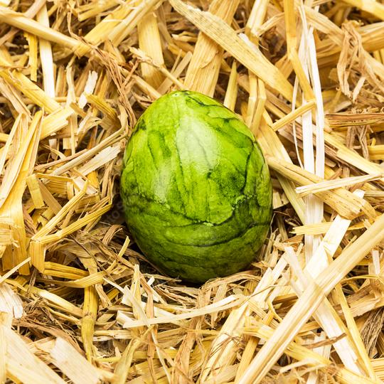 green easter egg lies in straw  : Stock Photo or Stock Video Download rcfotostock photos, images and assets rcfotostock | RC Photo Stock.:
