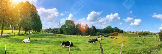 Green field with cows trees and blue sky. Panoramic view to grass, trees and flowers on the hill on sunny spring day  : Stock Photo or Stock Video Download rcfotostock photos, images and assets rcfotostock | RC Photo Stock.: