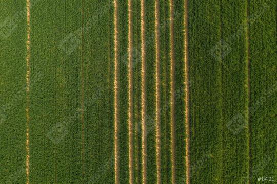 Green field with single tractor tracks. drone shot  : Stock Photo or Stock Video Download rcfotostock photos, images and assets rcfotostock | RC Photo Stock.:
