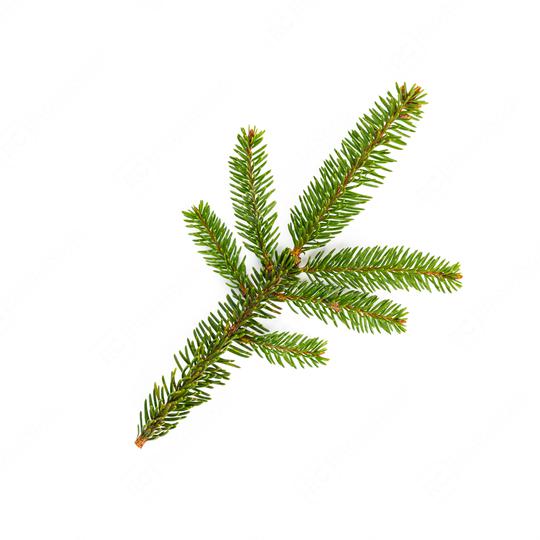 green fir tree branch on the white  : Stock Photo or Stock Video Download rcfotostock photos, images and assets rcfotostock | RC Photo Stock.: