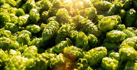 Green fresh hop cones for making beer and bread close up, Bavaria germany  : Stock Photo or Stock Video Download rcfotostock photos, images and assets rcfotostock | RC Photo Stock.:
