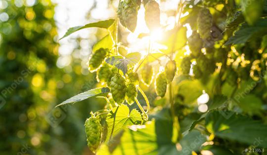 Green fresh hop cones for making beer and bread closeup, agricultural background.  : Stock Photo or Stock Video Download rcfotostock photos, images and assets rcfotostock | RC Photo Stock.: