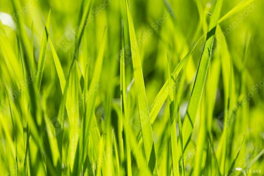Green grass background  : Stock Photo or Stock Video Download rcfotostock photos, images and assets rcfotostock | RC Photo Stock.: