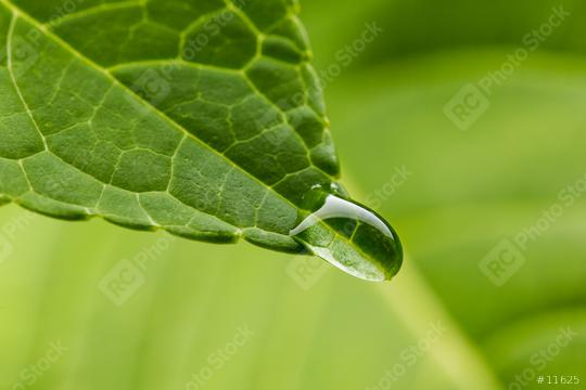 green lead with drop close up  : Stock Photo or Stock Video Download rcfotostock photos, images and assets rcfotostock | RC Photo Stock.: