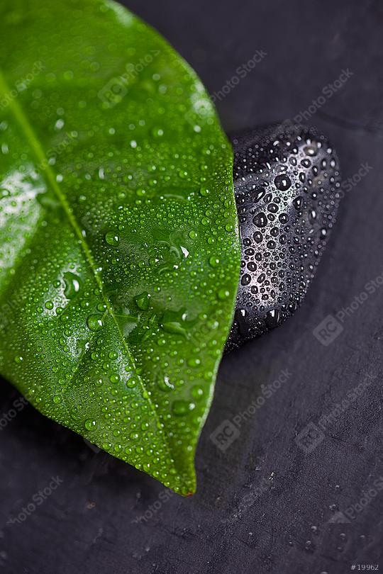 Green leaf and Black Stone with water drops  : Stock Photo or Stock Video Download rcfotostock photos, images and assets rcfotostock | RC Photo Stock.: