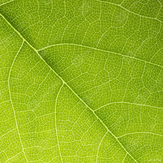 green leaf texture background  : Stock Photo or Stock Video Download rcfotostock photos, images and assets rcfotostock | RC Photo Stock.: