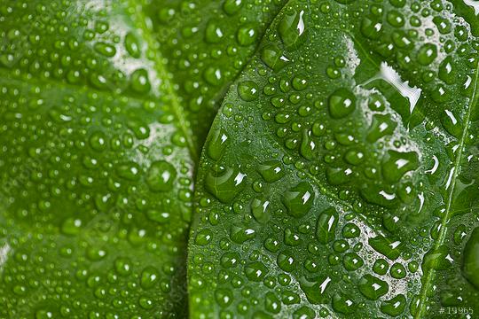 Green leaf with water drops  : Stock Photo or Stock Video Download rcfotostock photos, images and assets rcfotostock | RC Photo Stock.: