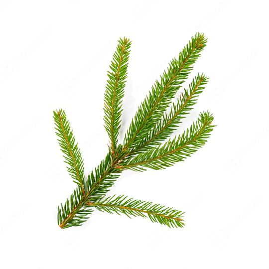 Green lush spruce branch. Fir branches on white background  : Stock Photo or Stock Video Download rcfotostock photos, images and assets rcfotostock | RC Photo Stock.: