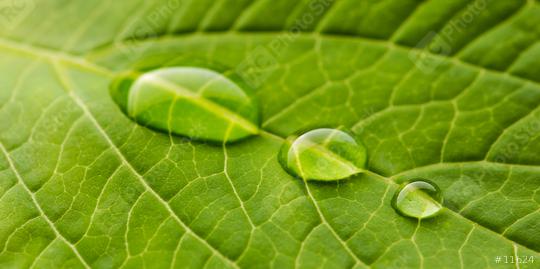green nature leaf with drops  : Stock Photo or Stock Video Download rcfotostock photos, images and assets rcfotostock | RC Photo Stock.: