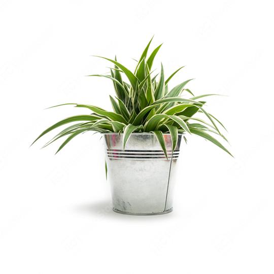 Green potted plant isolated on white background  : Stock Photo or Stock Video Download rcfotostock photos, images and assets rcfotostock | RC Photo Stock.: