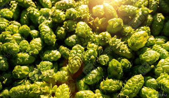Green ripe hop cones for brewery and bakery background at sunset  : Stock Photo or Stock Video Download rcfotostock photos, images and assets rcfotostock | RC Photo Stock.:
