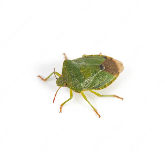 Green shield bug on a white background  : Stock Photo or Stock Video Download rcfotostock photos, images and assets rcfotostock | RC Photo Stock.:
